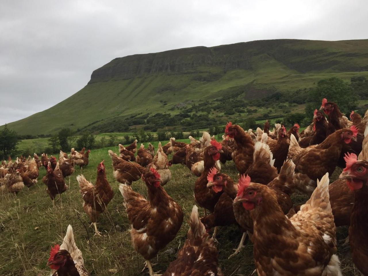 Benbulben Farmhouse B&B Drumcliff 외부 사진